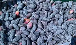 Blaue Heckenkirsche, Kamtschatka-Heckenkirsche