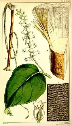 Illustration von Lagetta lagetto
