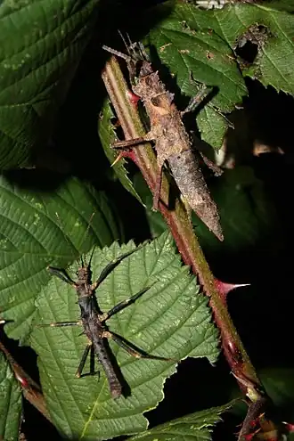 Adultes Pärchen, oben das größere Weibchen