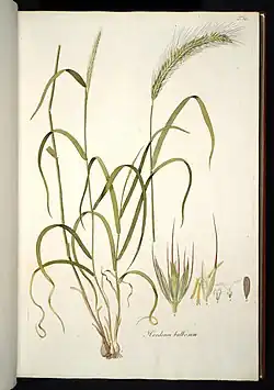 Skizze der Knollen-Gerste einschließlich Blütenstand und Frucht