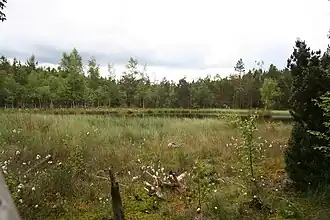 Blick auf das Moorgebiet