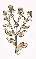 Hortus sanitatis 1491