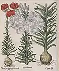 Lilium album (Hortus Eystettensis, 1613)