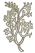 Hortus sanitatis 1491