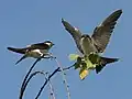 Mehlschwalbe (Common House Martin)