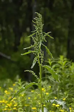 Gemüse-Ampfer (Rumex longifolius)