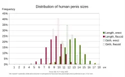 Verteilung der Penisgrößen. Erigierte Penisse (grün) sind zu 45 % zwischen 12 und 14 cm lang und haben zu 81 % einen Umfang zwischen 10 und 13 cm.