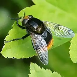 V. bombylans ♀