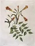 Rubinkehlkolibri an Amerikanischer Klettertrompete (Mark Catesby, 1731)[6]