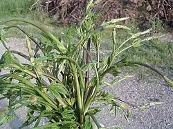 Hopfensprossen (Hopfenspitzen)