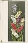 Hyacinths, Farblithografie, Boston Public Library, 1880/90er Jahre