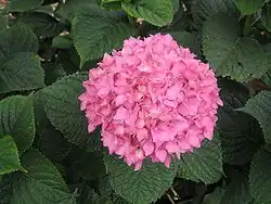rosafarbener Blütenstand einer verwilderten Hortensie auf Madeira mit grünen Blättern