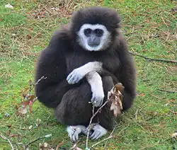 Weißhandgibbon