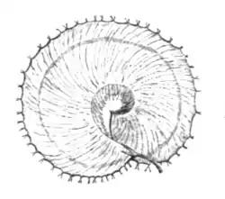 Pfennigklee (Hymenocarpos circinnata)