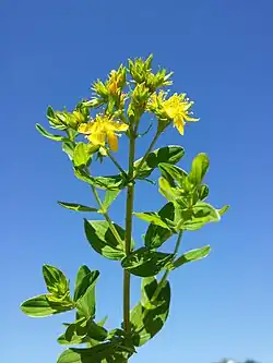geflügeltes Johanniskraut (Merkmal:4-kantiger hohler Stengel)