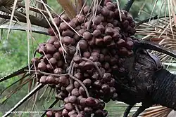 Lebkuchenbeere (Hyphaene&nbsp;coriacea, Hyphaene&nbsp;thebaica)