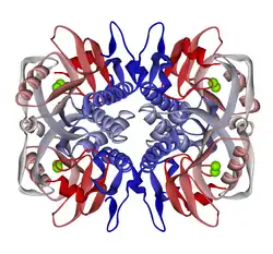 Hypoxanthin-Guanin-Phosphoribosyl-Transferase