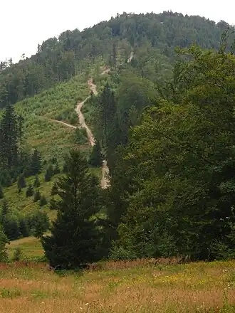 Bewaldeter Gipfelbereich