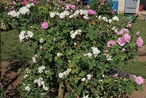 'Quatre Saisons Blanc Mousseux' Rosa Rücksport zu 'Quatre Saisons', halber Strauch