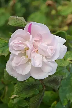 'Quatre Saisons Blanc Mousseux' Rosa Rücksport zu 'Quatre Saisons' an einer Petale