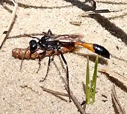 Gemeine Sandwespe mit erbeuteter Raupe