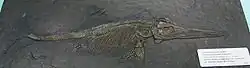 Fossil eines Ichthyosauriers