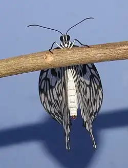 Falter in Ventralansicht