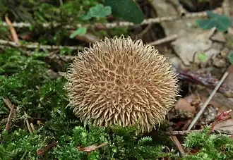 Igel-Stäubling Lycoperdon echinatum