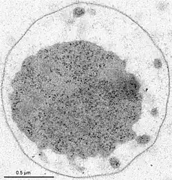 Ultrastruktur von I.&nbsp;hospitalis