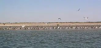 Die île des oiseaux („Insel der Vögel“) im Saloum-Nationalpark