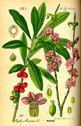 Echter Seidelbast (Daphne mezereum), Illustration in Otto Wilhelm Thomé: Flora von Deutschland, Österreich und der Schweiz, Gera 1885