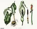 Illustration aus Medical Botany