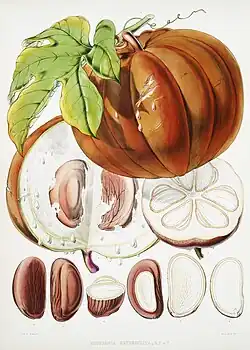 Specksamen (Hodgsonia macrocarpa, Hodgsonia heteroclita)