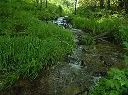 Die Ilse, knapp unterhalb ihrer Quelle, im Juli 2014