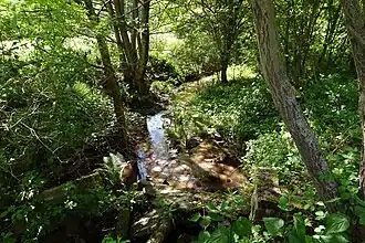 Hahnwiesenbach (2021)