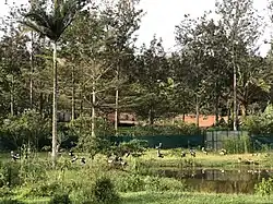 Zwei bis drei Dutzend Kraniche stehen am Ufer eines Teichs. Hinter ihnen befindet sich eine Abzäunung und zahlreiche Bäume dahinert