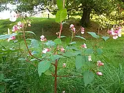 Drüsiges Springkraut Alien des Jahres 2018 in Österreich