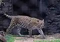 Indischer Leopard (Panthera pardus fusca)