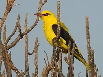 Indienpirol, (Zügel reicht leicht über das Auge hinaus)