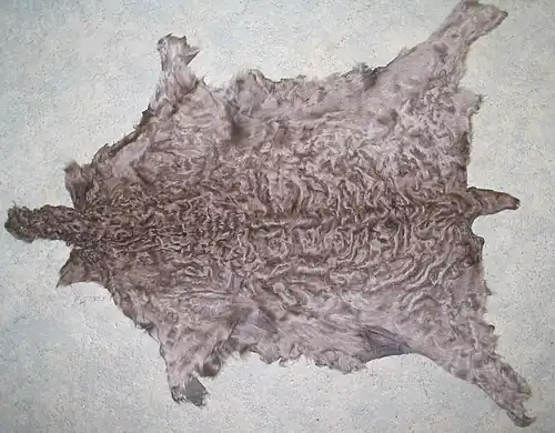 Sarok (dunkle Fellmitte)