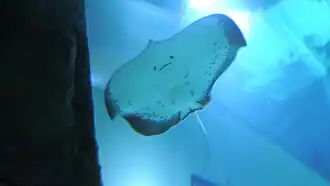 Stechrochen (Unterseite)