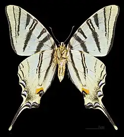 Männlich Unterseite