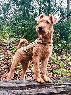 Irish Terrier