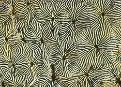 Jurakoralle Isastrea crassa