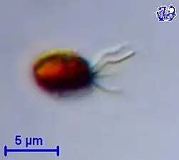 Isochrysis galbana Stamm 179, Zelle in Teilung mit 4 Geißeln, (Isochrysidales) Roscoff Culture Collection