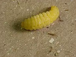 Isodontia-Larve aus Pennsylvania (USA)