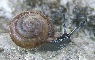 2007 Maskenschnecke
