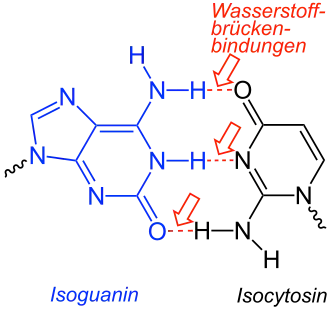 Isoguanin-Isocytosin-Basenpaarung