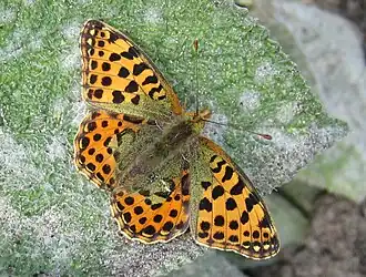 Kleiner Perlmuttfalter