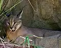 Karakal (Caracal caracal)